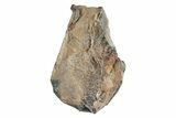 Fossil Iguanodontid Partial Tooth - England #279420-1